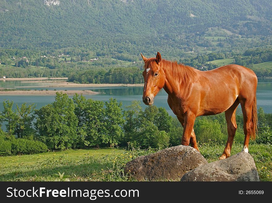 Horse in foreground with a lake in bottom. Horse in foreground with a lake in bottom