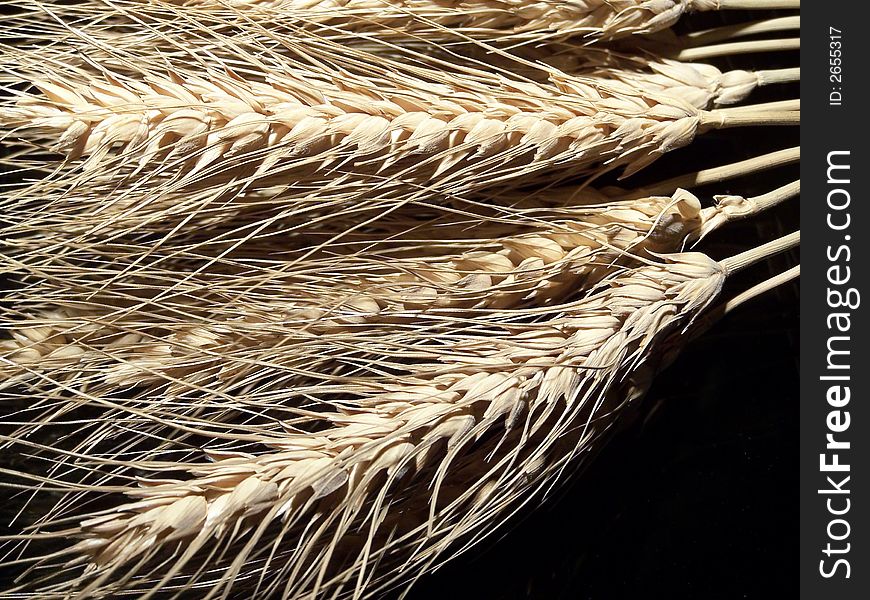 Close-up of raw wheat