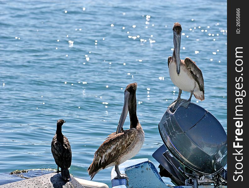 Two pelicans and a seagull resting on a fishing boat. Two pelicans and a seagull resting on a fishing boat