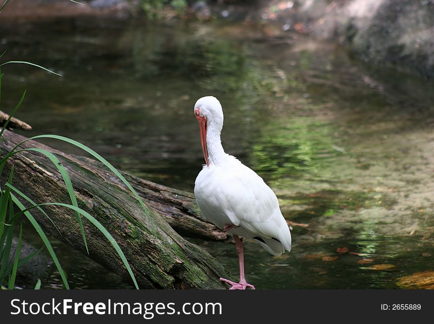 White bird resting in the heat of the day by flowing water. White bird resting in the heat of the day by flowing water.