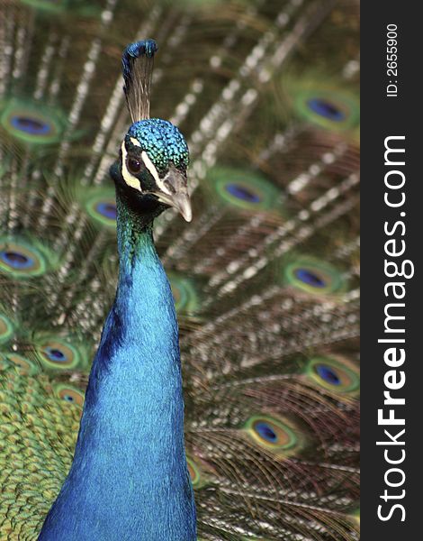 Beautiful Proud Peacock with Tailfeathers flared. Beautiful Proud Peacock with Tailfeathers flared