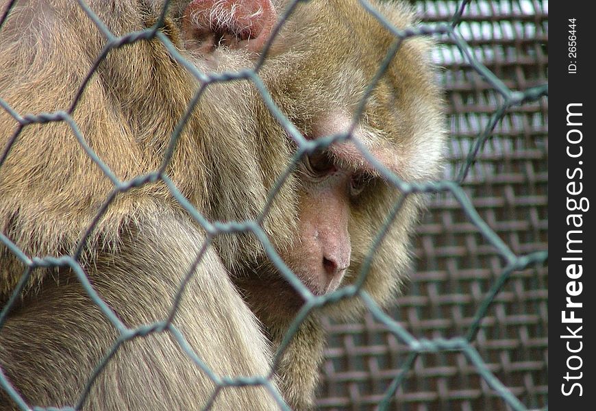 Monkey Macaco in Rome's Zoo