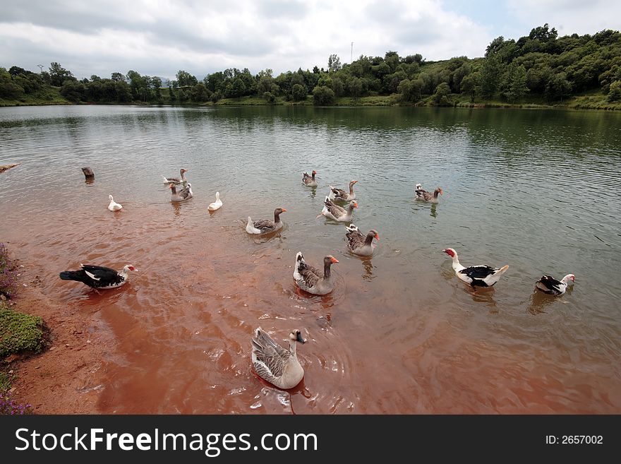 Ducks in the lagoon