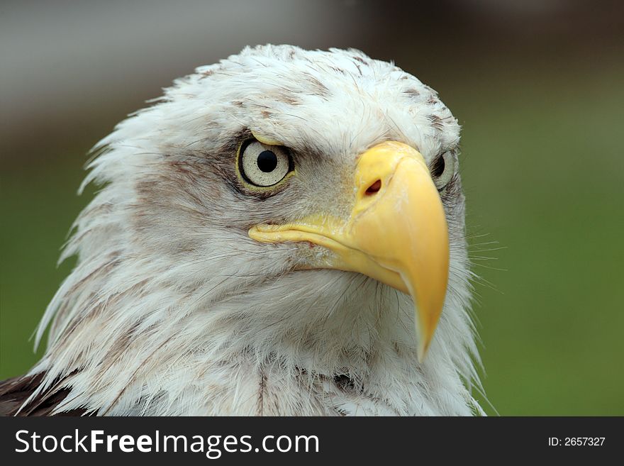 First plane of an american genuine wild eagle. First plane of an american genuine wild eagle