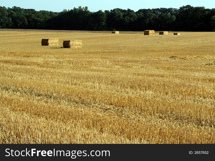 This is an image of a cut wheat field with bales of straw.