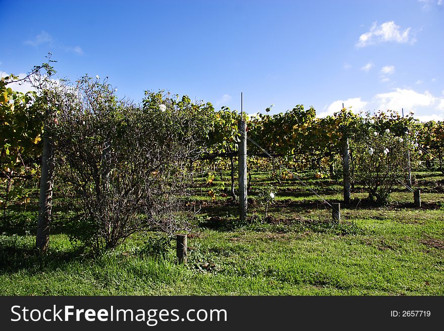 Rows of grapes wtih blue skys