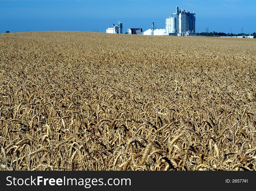 This is an image of a wheat field and granary. This is an image of a wheat field and granary.