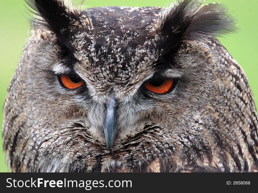 Details of an owl head taken at dayligth