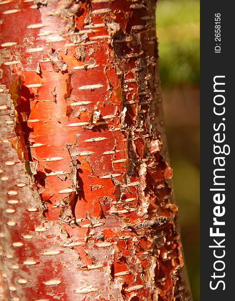 Close-up photo of red tree bark