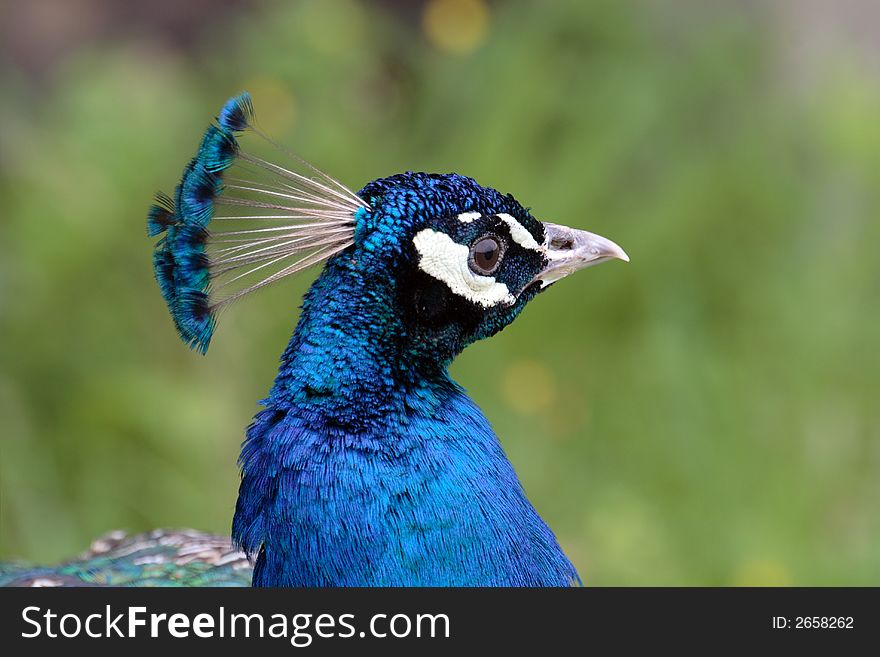 A blue peacock head taken at first plane