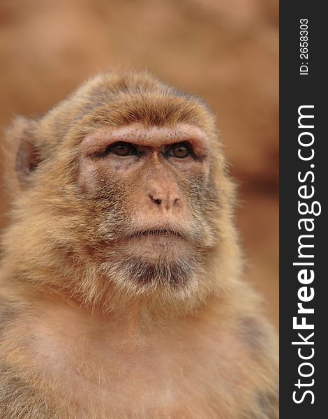 Monkey Expression