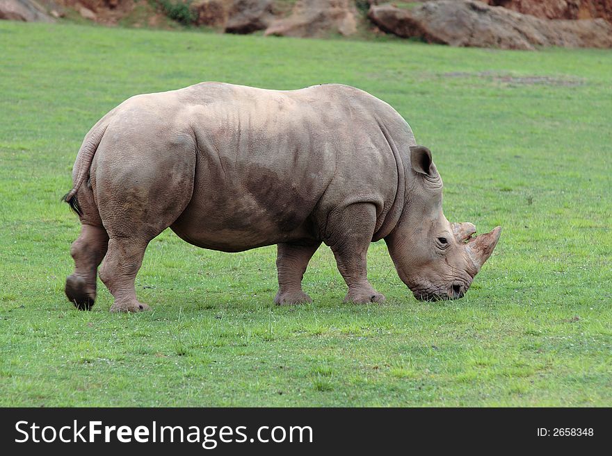 A big wild rhinoceros is eating peaceful