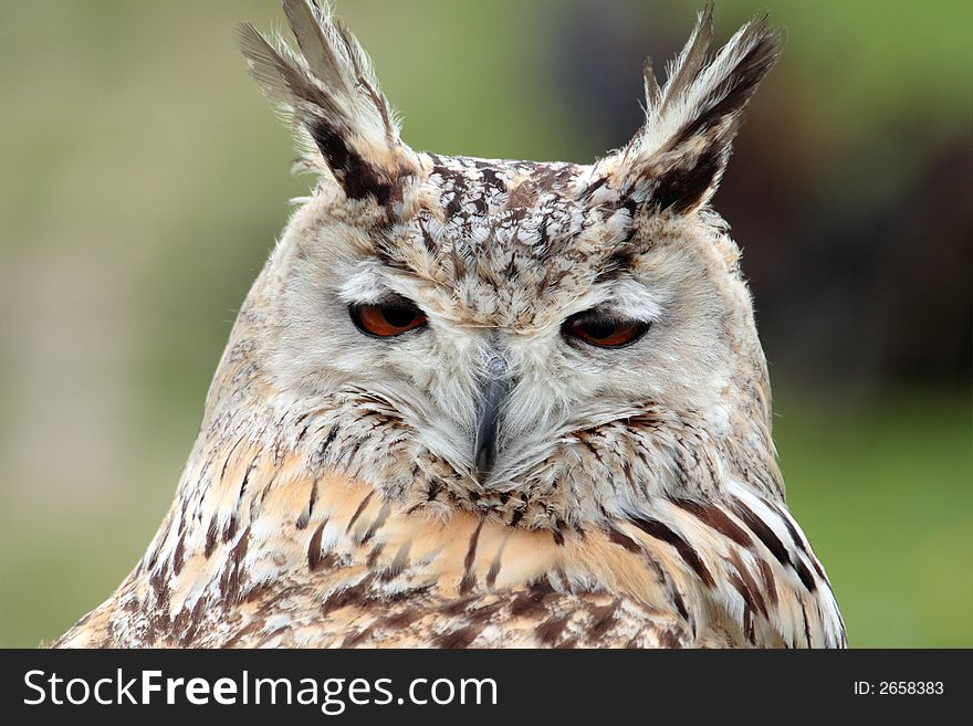 A white owl taken at day light