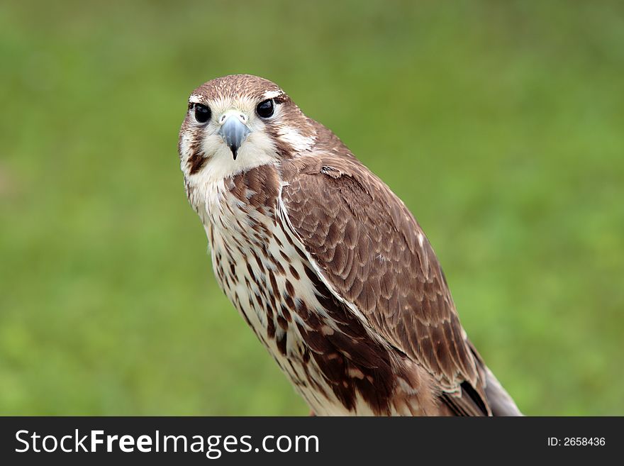 Small Falcon