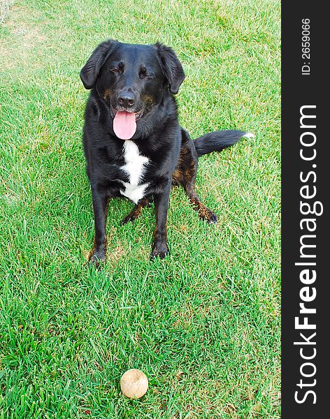 Black Lab loves playing fetch the ball. Black Lab loves playing fetch the ball