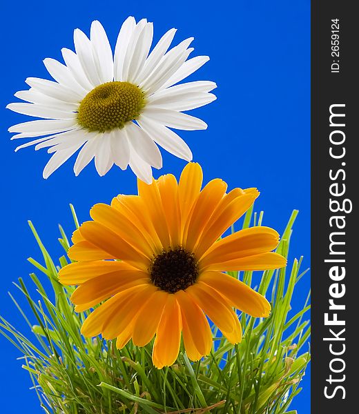 Two daisies in grass with a blue background