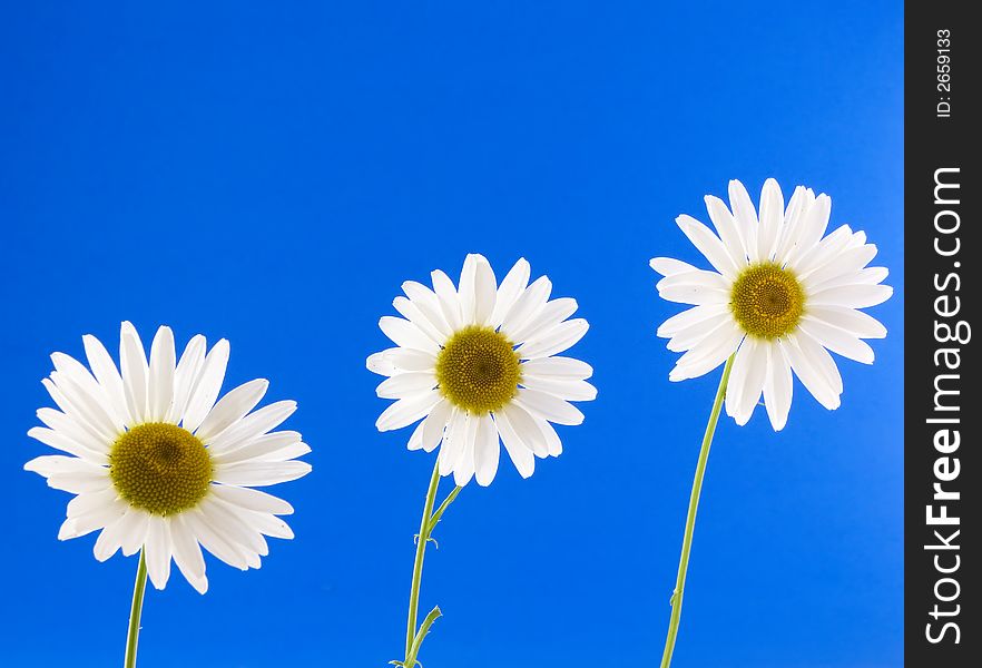 Three shasta daisies isolated on blue background
