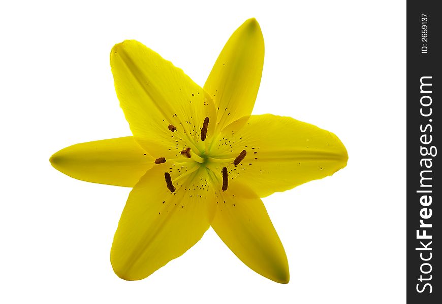 Yellow lily flower isolated on a white background