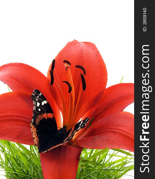 Butterfly on a red lily in grass, isolated on white. Butterfly on a red lily in grass, isolated on white
