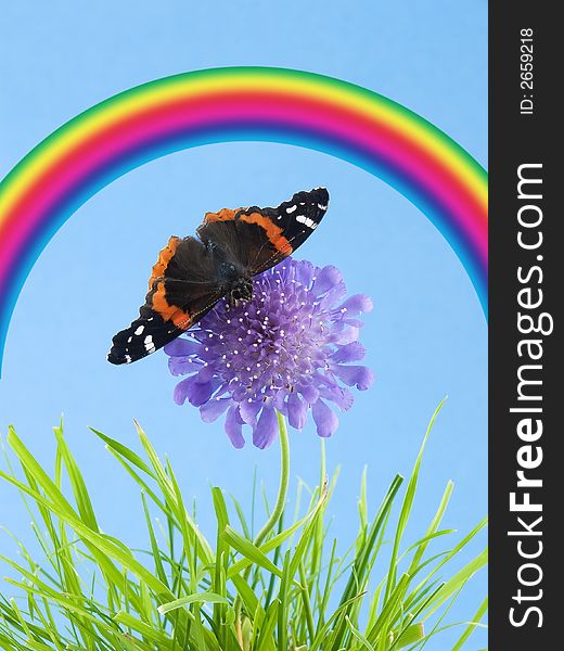 Butterfly on a purple flower in the grass with a rainbow. Butterfly on a purple flower in the grass with a rainbow