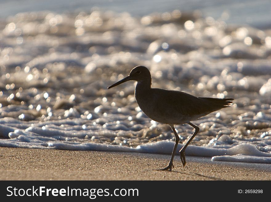 Bird on Beach