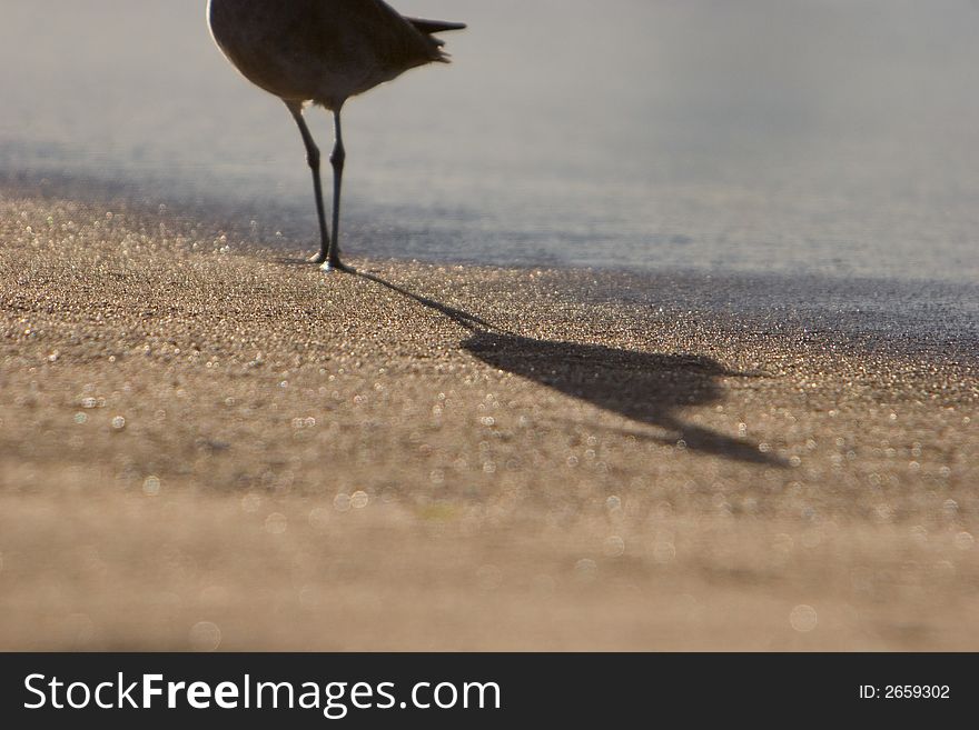 Bird standing on beach with long shadow. Bird standing on beach with long shadow.