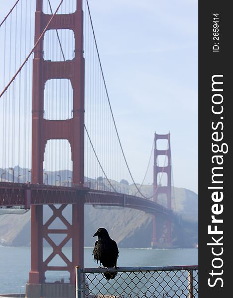 Raven in front of the famous Golden Gate Bridge in San Francisco