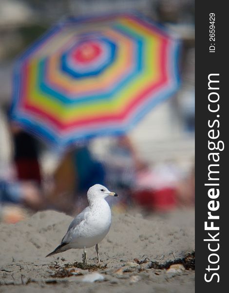 Seagull standing on sandy beach with colorful umbrella blurred in the background. Seagull standing on sandy beach with colorful umbrella blurred in the background.