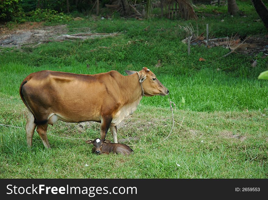 Cow resting in the countryside