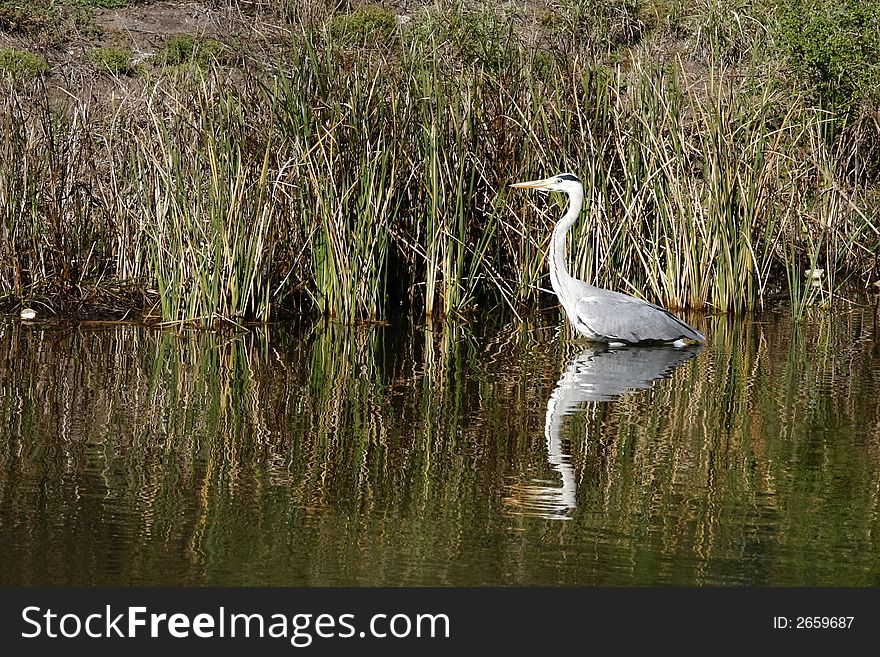 Grey heron walking through the water. Grey heron walking through the water