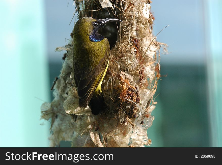 Birds and bird nests in the parks