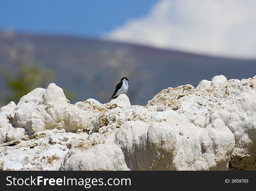 Tufa Formations At Mono Lake