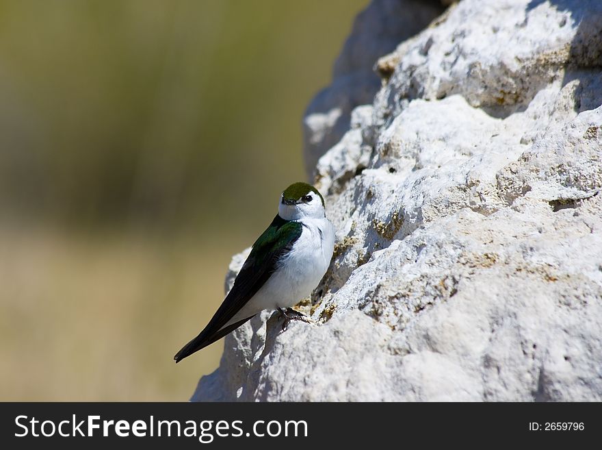 Tufa formations at Mono Lake