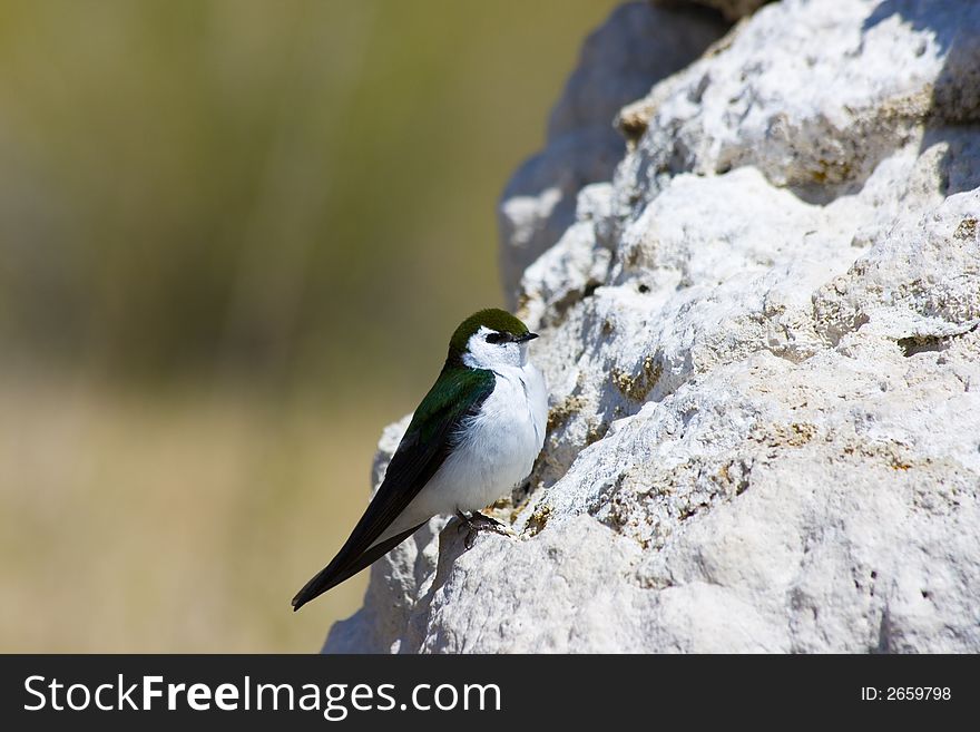 Tufa formations at Mono Lake