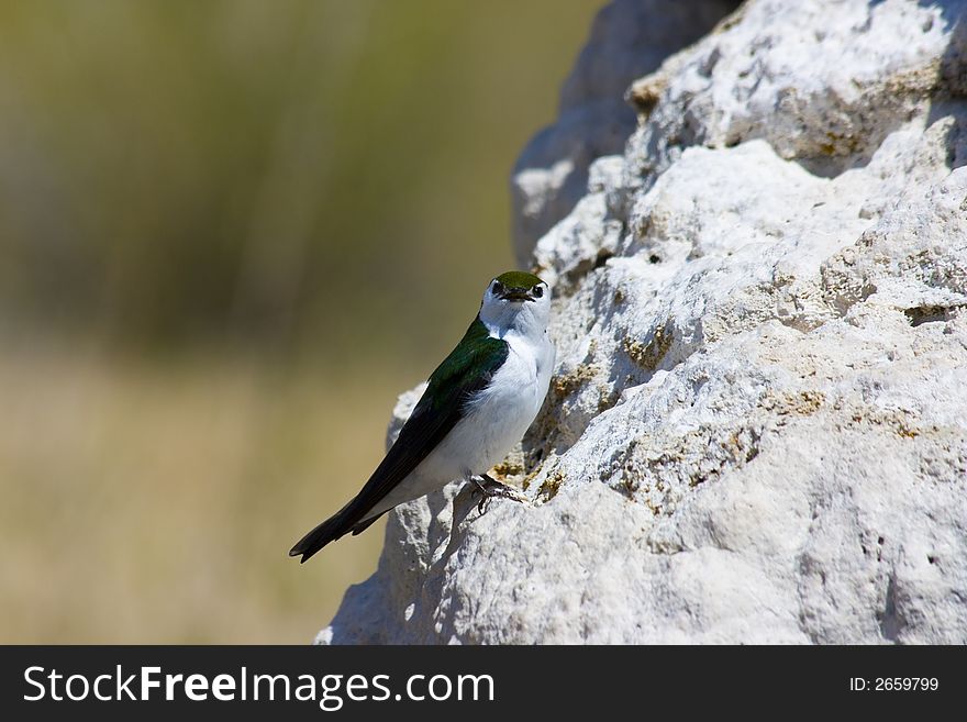 Tufa formations at Mono Lake in USA