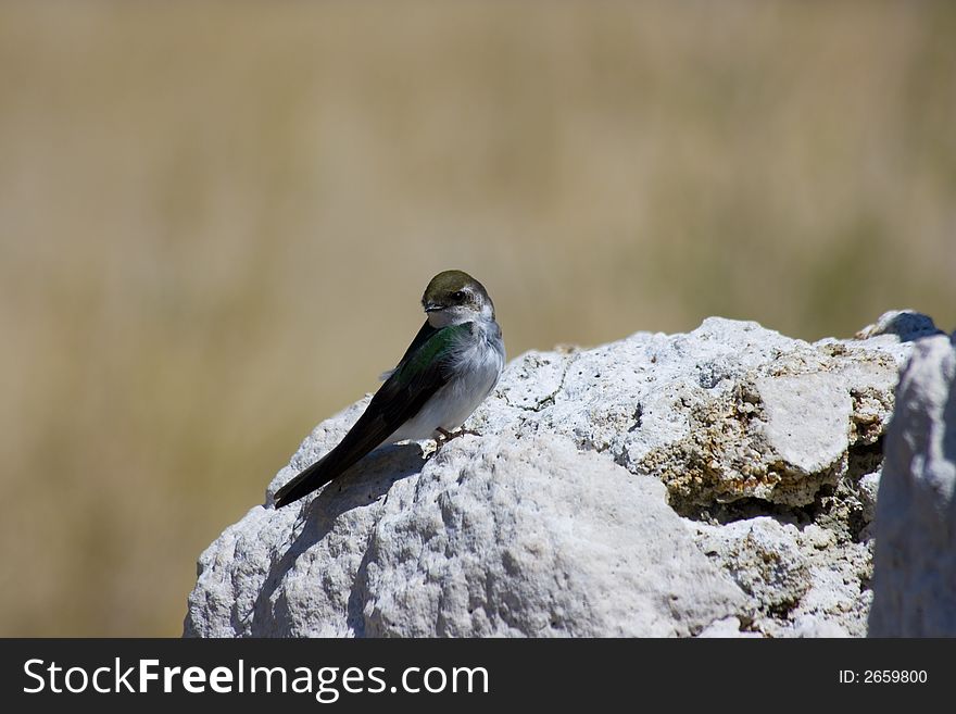 Tufa Formations At Mono Lake