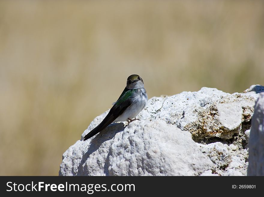 Tufa Formations At Mono Lake