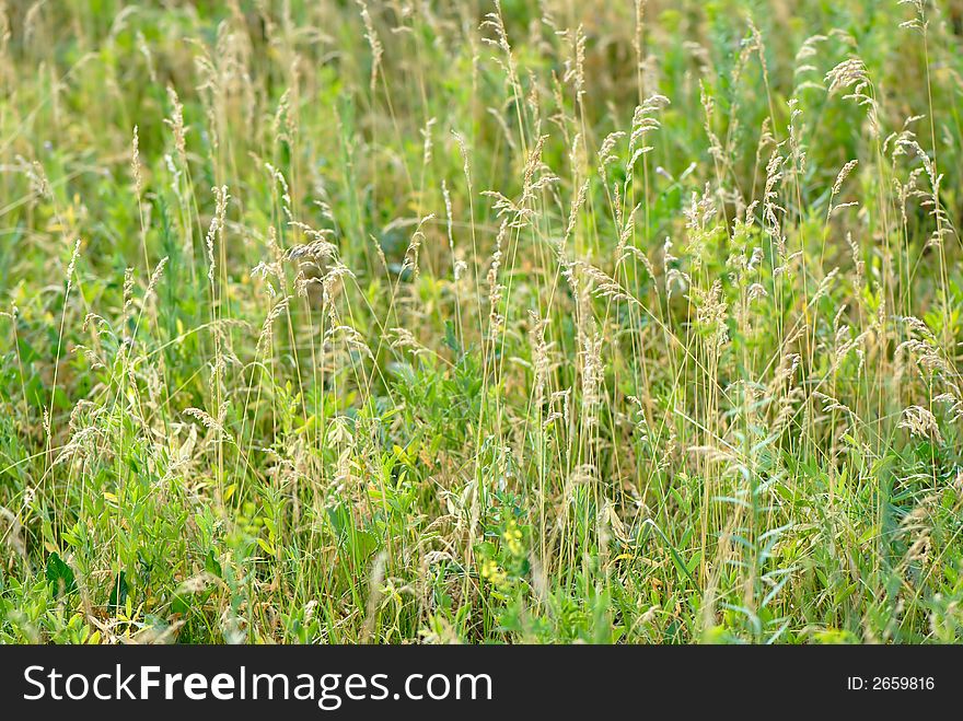 Meadow plants on green background, summer. Meadow plants on green background, summer
