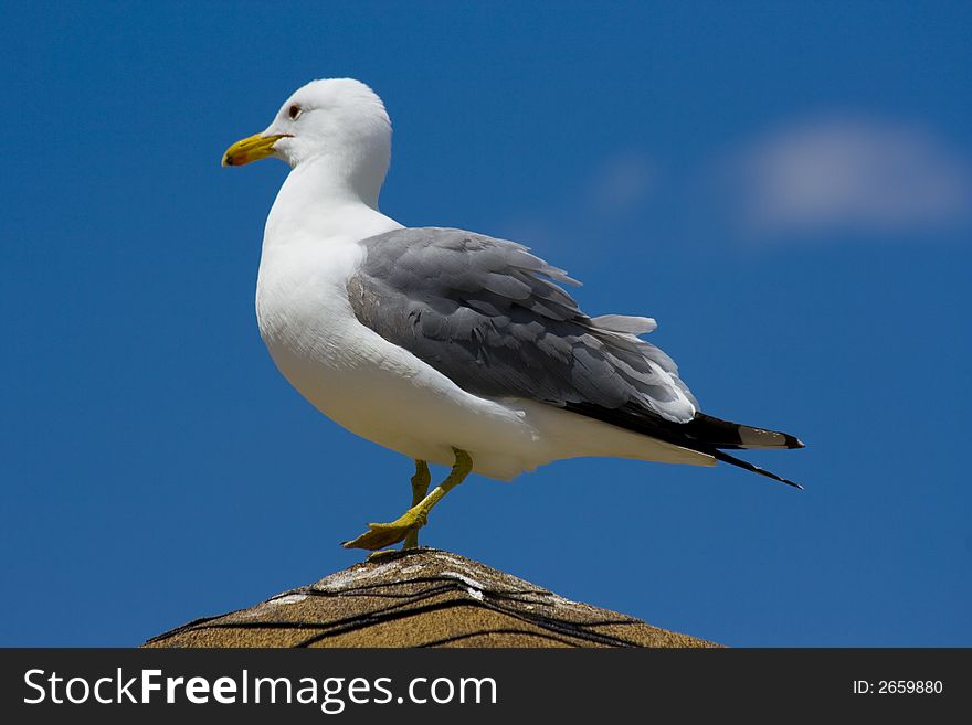 Seagull on the beach