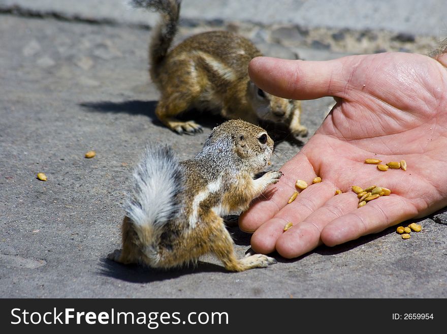 Feeding domesticated chipmunks