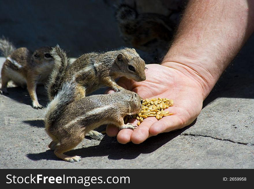 Feeding Domesticated Chipmunks