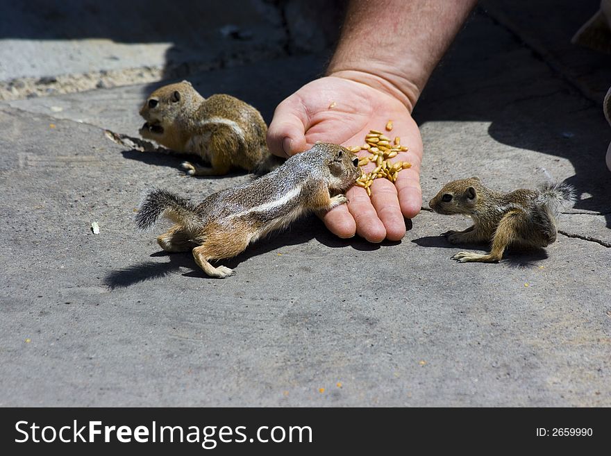 Feeding domesticated chipmunks