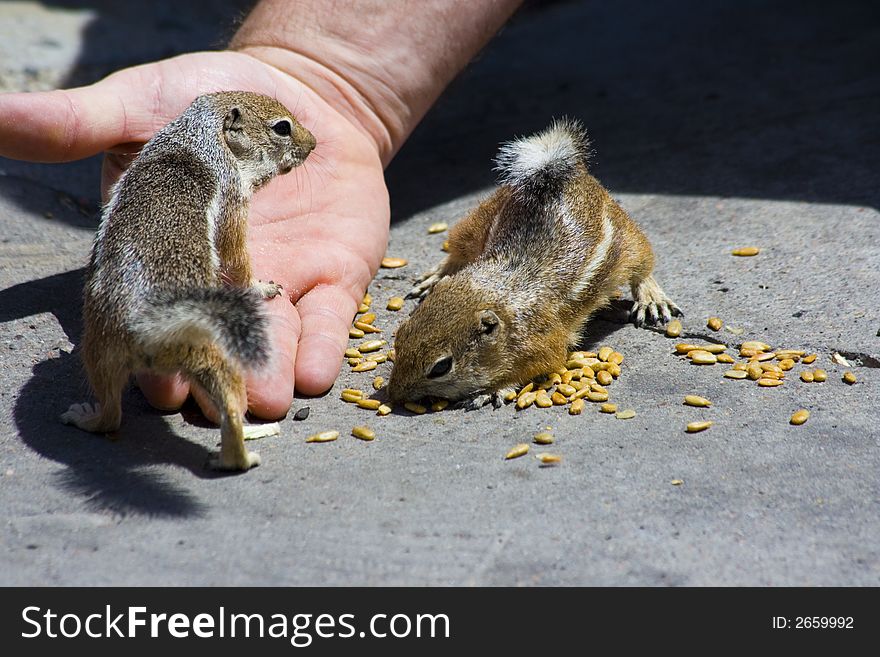 Feeding Domesticated Chipmunks