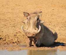 Warthog - African Mud Therapy Stock Photos Warthog - African Mud Therapy Stock Photos