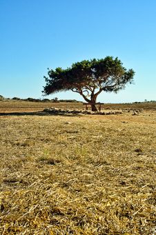 Lonely Tree In A Field Royalty Free Stock Photography Lonely Tree In A Field Royalty Free Stock Photography