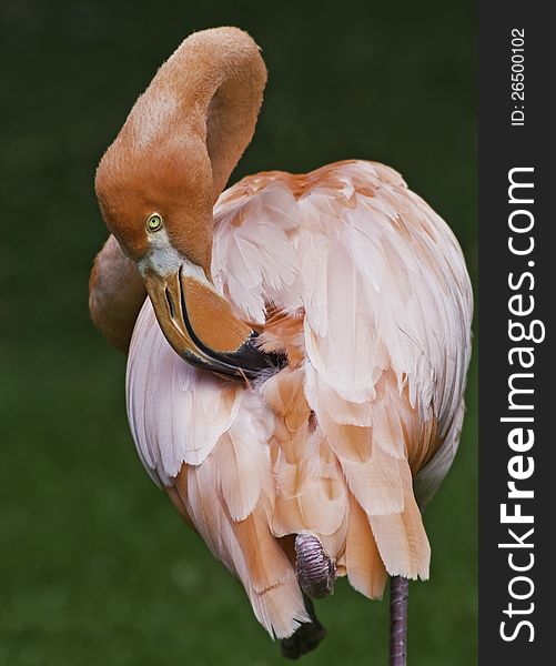 Flamingo standing on one leg and preening its feathers