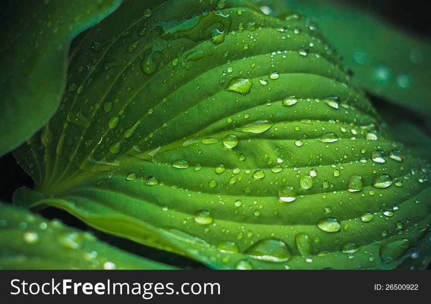 Water Drops On The Fresh Green Leaf