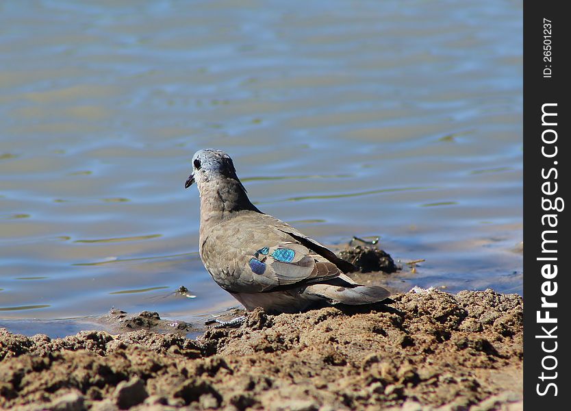 An adult Emrald-spotted Dove at a watering hole in Namibia, Africa. An adult Emrald-spotted Dove at a watering hole in Namibia, Africa.