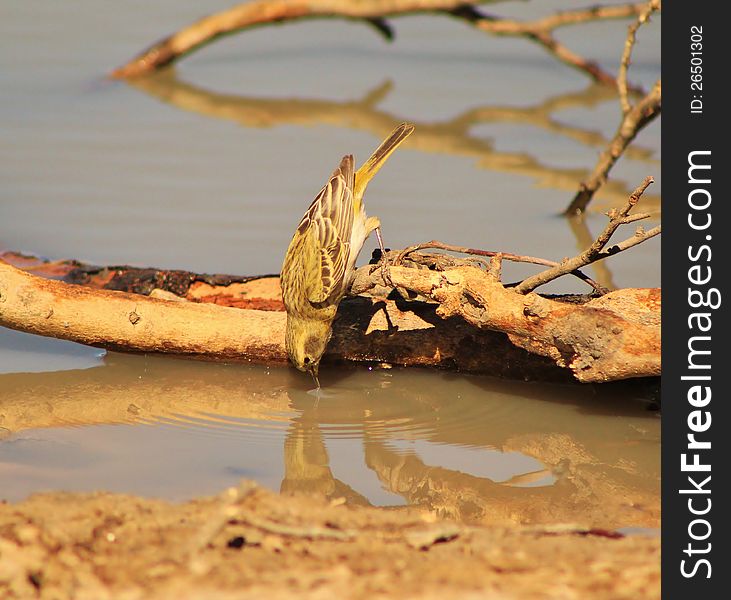 An adult female Masked Weaver bowing down at a watering hole in Namibia, Africa. An adult female Masked Weaver bowing down at a watering hole in Namibia, Africa.