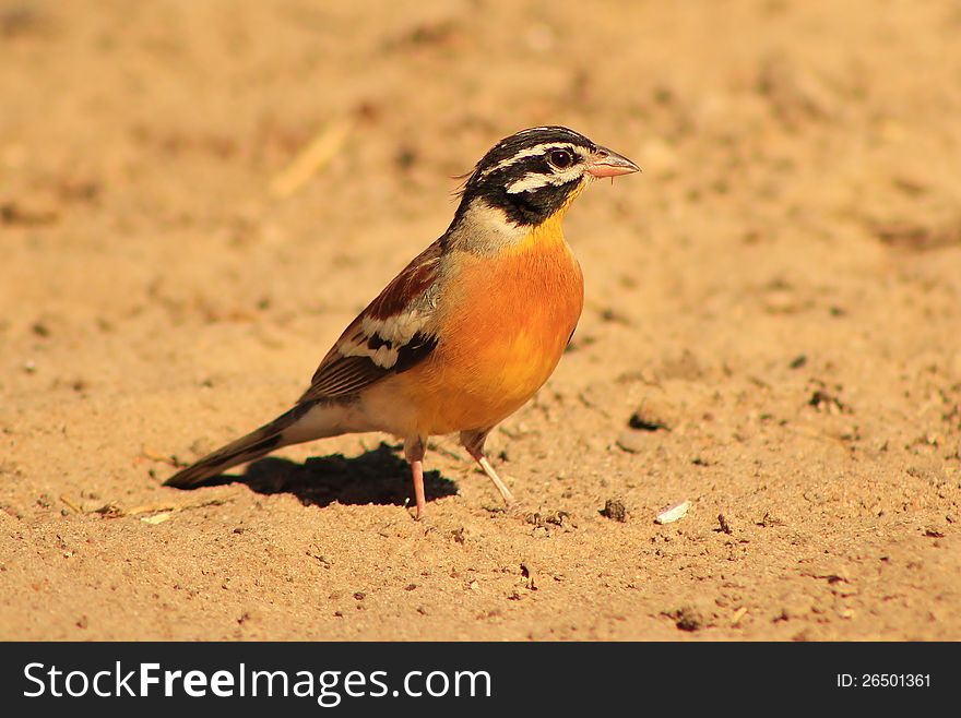 African Goldenbreasted Bunting on a game ranch in Namibia, Africa. African Goldenbreasted Bunting on a game ranch in Namibia, Africa.